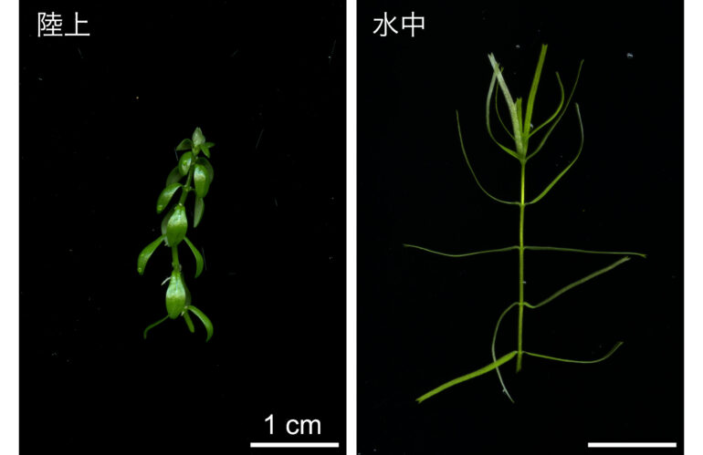 水陸両生の水草ミズハコベが姿を変える仕組みを解明