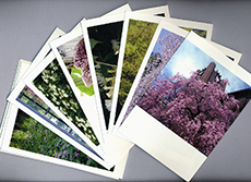 絵葉書ができました